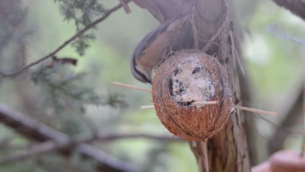 在冬天喂鸟木鳾 （Sitta 油橄榄）。椰子 — 图库视频影像