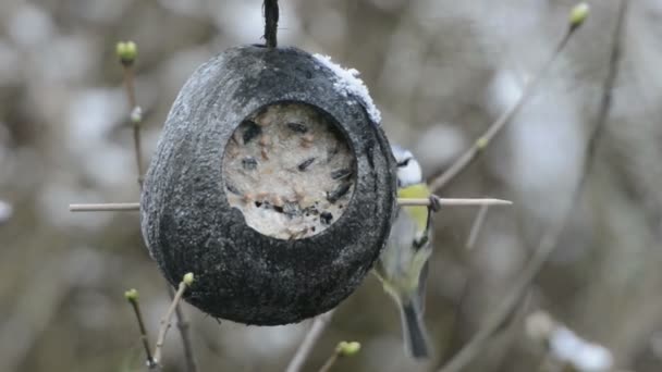 Евразийская синица (Cyanistes caeruleus) ищет семена на кормушке для птиц зимой. кокосовый орех — стоковое видео