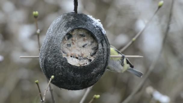 Staartmees (Aegithalos caudatus) en Euraziatische Pimpelmees (Cyanistes caeruleus) op zoek naar zaden op Vogelhuis/waterbak in de winter. kokosnoot — Stockvideo