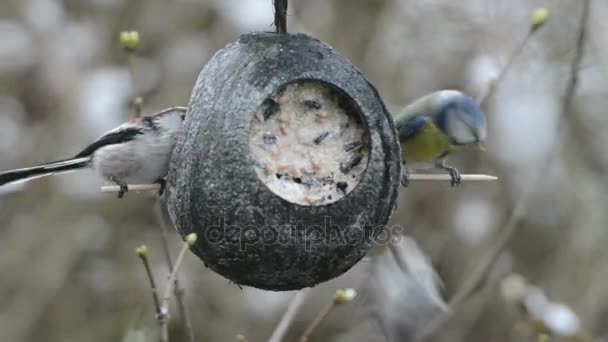 Длиннохвостая синица (Aegithalos caudatus) и синяя синица (Cyanistes caeruleus) ищут семена на кормушке для птиц зимой. кокосовый орех — стоковое видео