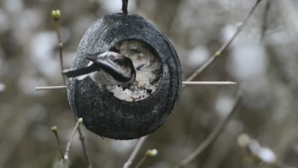 Raniuszek (Aegithalos caudatus) Szukam nasion na dokarmianie ptaków zimą. kokosowy — Wideo stockowe