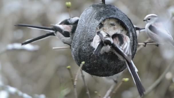 Tetta coda lunga (Aegithalos caudatus) alla ricerca di semi su mangiatoia per uccelli in inverno. noce di cocco — Video Stock