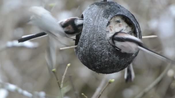 Довгохвоста цицька (Aegithalo caudatus) шукає насіння на годівниці для птахів взимку. кокос — стокове відео