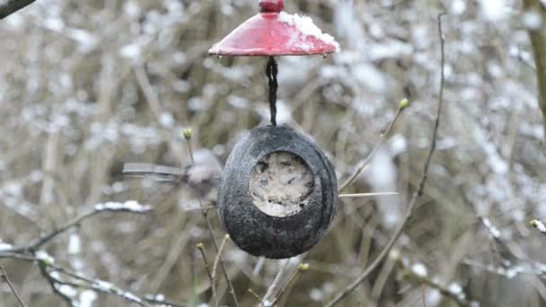 Teta de cola larga (Aegithalos caudatus) que busca semillas en el comedero de aves en invierno. Coco. — Vídeos de Stock