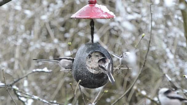 Mésange à longue queue (Aegithalos caudatus) à la recherche de graines dans la mangeoire d'oiseaux en hiver. noix de coco — Video