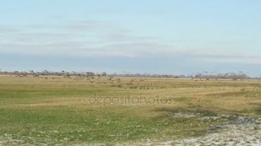 dinlenme ve çayır, göl guelpe (Havelland, Almanya üzerinde uçan boz kaz grubu)