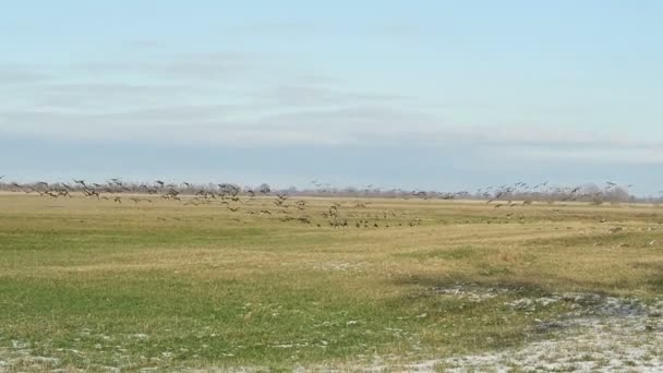 Group of greylag goose resting and flying on meadow at lake guelpe (Havelland, Germany) — Stock Video