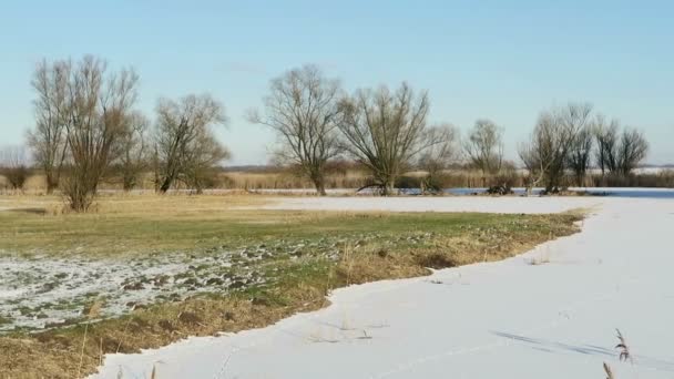 Havel rivier kanaal met voetafdrukken van nutria's rivier rat in sneeuw. (Havelland, Duitsland) — Stockvideo