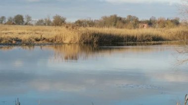 eğitimin Nehir faresi Havel Nehri (Brandenburg, Almanya) yüzme. Kış.