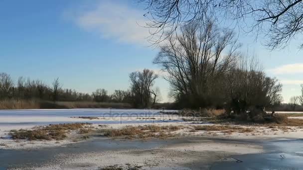 Havel Nehri manzara sel kış çayır üzerinde. söğüt ağaçları (Havelland, Brandenburg Almanya'da arka planda) — Stok video