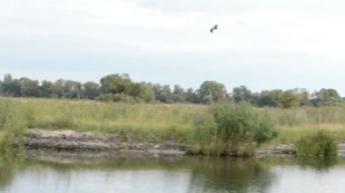 Gri balıkçıl (Ardea cinerea) uçan Nehri Havel (Brandenburg, Almanya). willow çalışır ve kıyısında reed ile tipik Nehri.
