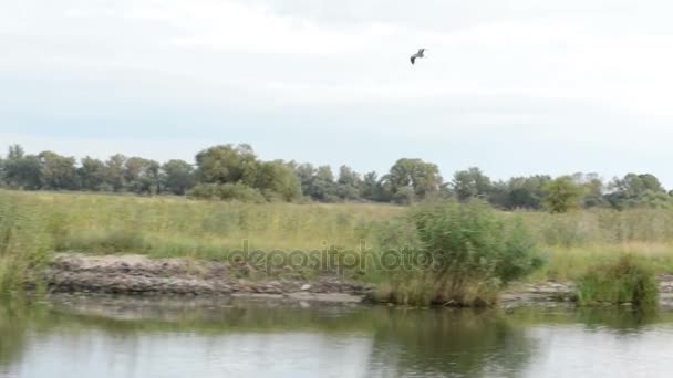 Garza gris (Ardea cinerea) volando a lo largo del río Havel (Brandeburgo, Alemania). río típico con sauces intenta y caña en la orilla . — Vídeo de stock