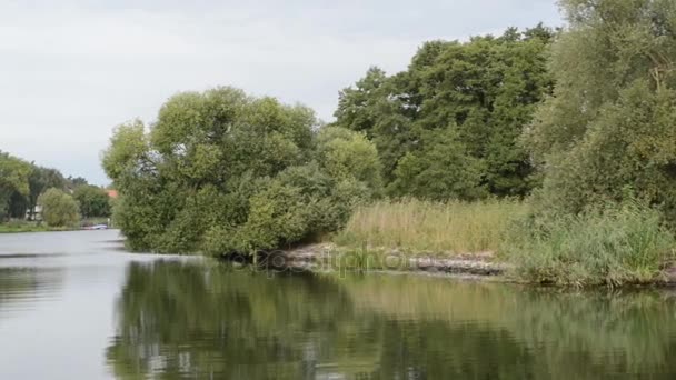 Garza gris (Ardea cinerea) volando a lo largo del río Havel (Brandeburgo, Alemania). río típico con sauces intenta y caña en la orilla . — Vídeos de Stock