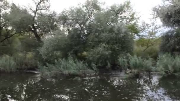 Driving with boat along Havel river. typical landscape with meadows and willow tries. Havelland region. (Germany) — Stock Video