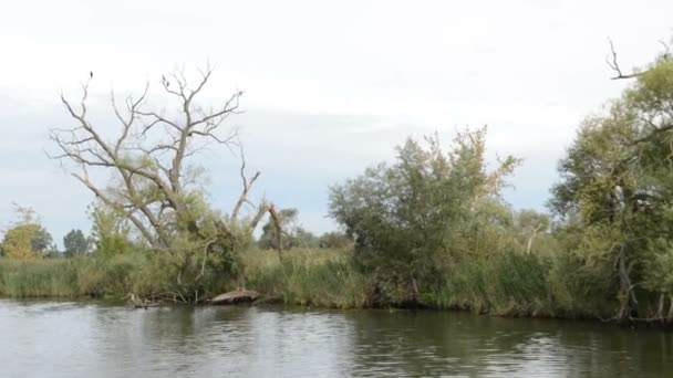 Stor svart skarv sitter på ett träd på stranden av Havel floden. typiska landskap med ängar och willow försöker. Havelland regionen. (Tyskland) — Stockvideo