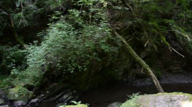 vahşi akışı Mosel Nehri'nin yanında Ehrbach. Tabiat manzarası. (Almanya, Rheinland-Pfalz)