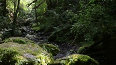 vahşi akışı Mosel Nehri'nin yanında Ehrbach. Tabiat manzarası. (Almanya, Rheinland-Pfalz)