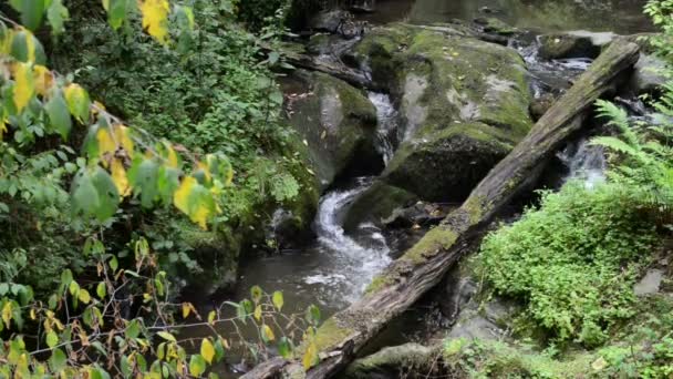 Дикі потік Ehrbach Mosel березі річки. Дикі краєвид. (Німеччина, Рейнланд Пфальц) — стокове відео