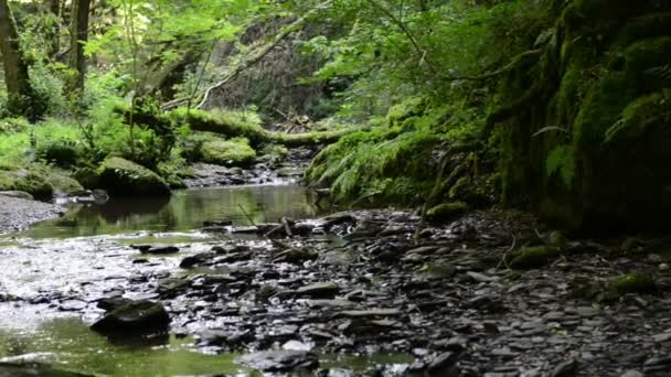 Дикі потік Ehrbach Mosel березі річки. Дикі краєвид. (Німеччина, Рейнланд Пфальц) — стокове відео