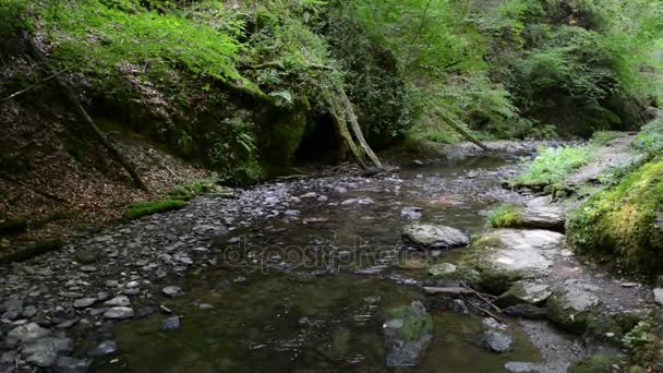Wild stream Ehrbach next to Mosel River. wild landscape. (Germany, Rhineland-palatinate) — Stock Video