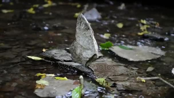 Alcune rocce nel torrente selvaggio Ehrbach vicino al fiume Mosel. paesaggio selvaggio. (Germania, Renania-palatinato). autunno tempo. foglie che nuotano sull'acqua . — Video Stock