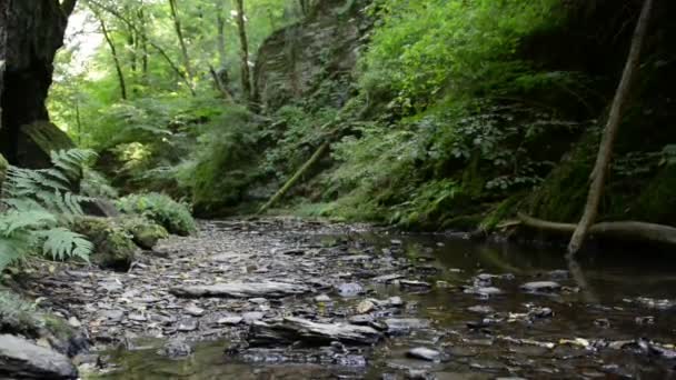 Wild stream Ehrbach Mosel Riverin vieressä. villi maisema. (Saksa, Rheinland-Pfalzin osavaltio ) — kuvapankkivideo