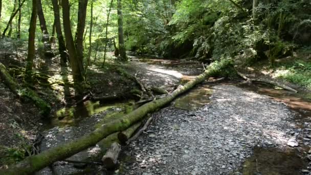 Vahşi akışı Mosel Nehri'nin yanında Ehrbach. Tabiat manzarası. (Almanya, Rheinland-Pfalz) — Stok video