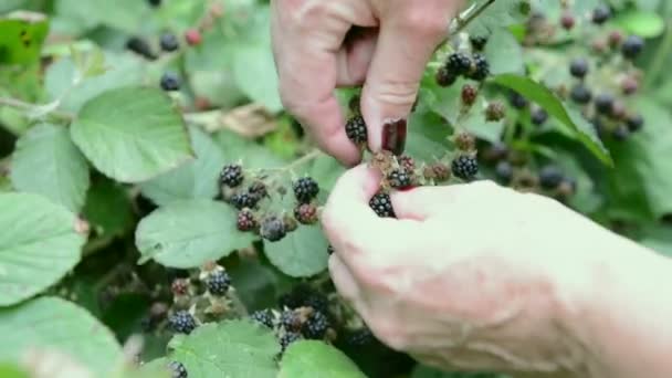 Vrouw hand bramen verzamelen uit een struik. zomer — Stockvideo