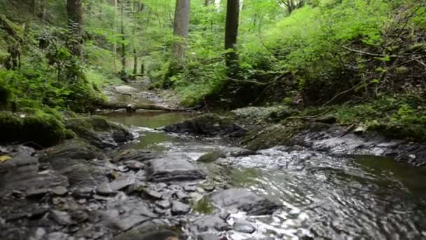 Άγρια ρεύμα Brodenbach δίπλα στον ποταμό Mosel. Καταρράκτες και πέτρες. άγριο τοπίο. (Γερμανία, Ρηνανία-Παλατινάτο) — Αρχείο Βίντεο