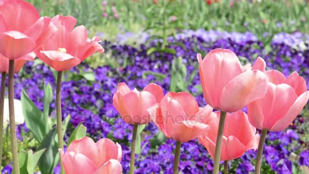 Roze tulpen bloeien. beetje wind. — Stockvideo
