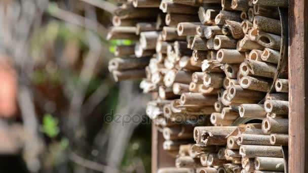 Abeilles sauvages mâles volant au printemps à l'abri des insectes (hôtel des insectes, Box). à la recherche d'abeilles femelles — Video