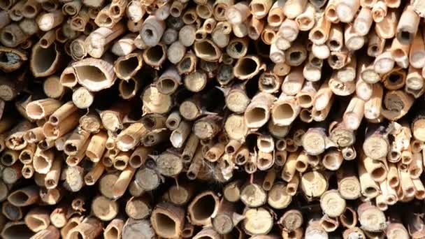 Male wild bees flying in springtime at insect shelter (insect hotel, Box). searching for female bees — Stock Video