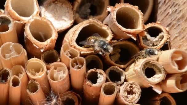 Männliche Wildbienen fliegen im Frühling im Insektenhotel (Insektenhotel, Kasten). Auf der Suche nach weiblichen Bienen — Stockvideo