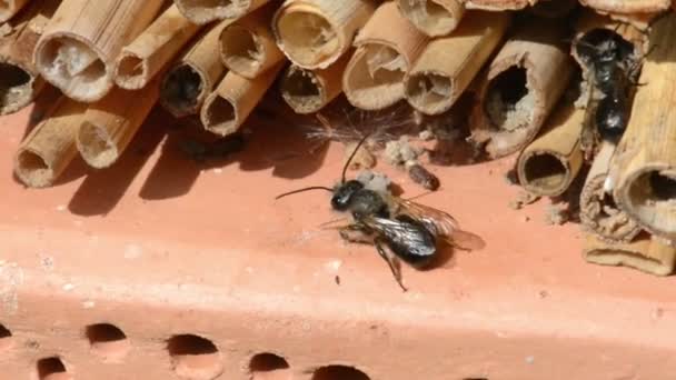 Αρσενικό αγριομέλισσες που φέρουν την άνοιξη στο έντομο καταφύγιο (ξενοδοχείο εντόμων, κουτί). Ψάχνοντας για γυναίκα μέλισσες — Αρχείο Βίντεο
