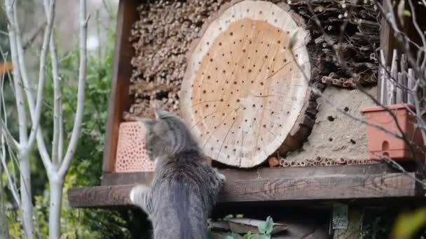 Manliga vilda bin (Osmia bicornis) flyger framför insekt skydd. Min egen katt. — Stockvideo