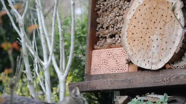 Erkek vahşi arılar (Osmia bicornis) böcek barınak önünde uçan. Kendi kedi. — Stok video
