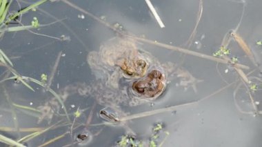 Çift Toads bir havuzda
