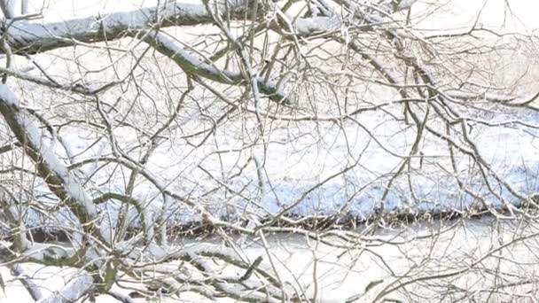 Sciogliendo il ghiaccio che cade da ramoscelli di un salice. periodo invernale. Havelland (Brandeburgo, Germania) ) — Video Stock