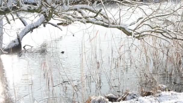 融化的冰从一棵柳树的细枝飘落下来。冬天的时候。Havelland （德国勃兰登堡州) — 图库视频影像