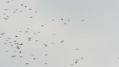Bayağı turna sonbahar geçiş sırasında. Yetişkin ve genç Vinçler. (Brandenburg, Almanya).