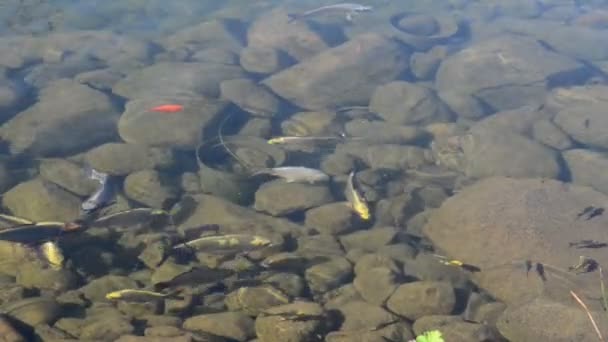 poissons koï dans un étang de jardin avec des pierres 