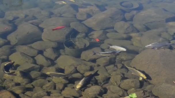 Peixe koi em uma lagoa de jardim com pedras — Vídeo de Stock