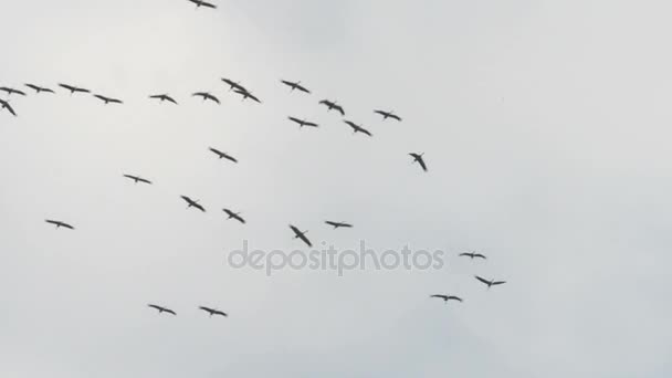 Grue commune durant la migration automnale. Grues adultes et jeunes. (Brandebourg, Allemagne ). — Video