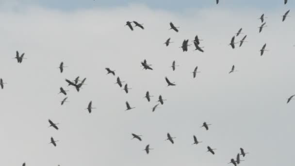 Grue commune durant la migration automnale. Grues adultes et jeunes. (Brandebourg, Allemagne ). — Video