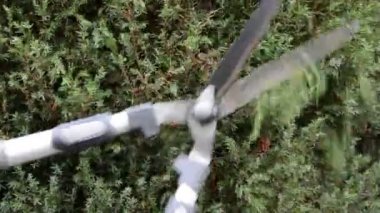 Çit kesme budama makası ile