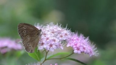 Bir çalı çiçek başkanı lüle kelebeği (Aphantopus hyperantus)