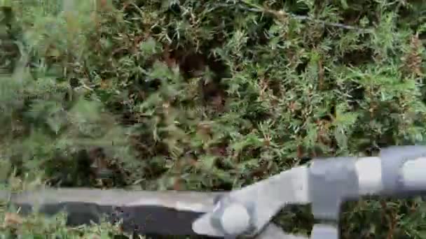 Резка изгороди с ножницами — стоковое видео