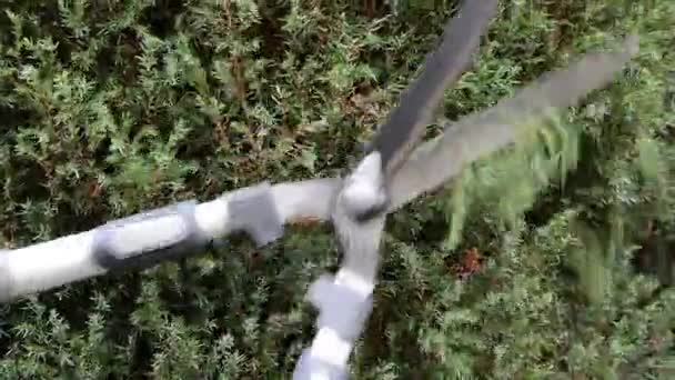 Hedge snijden met hedge clippers — Stockvideo