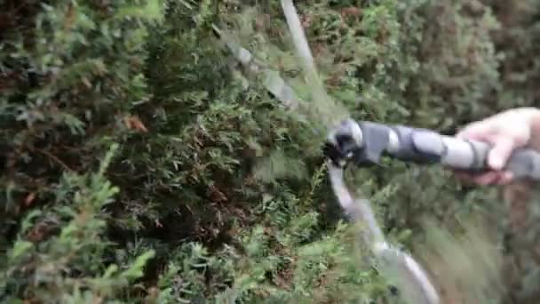 Hedge snijden met hedge clippers — Stockvideo