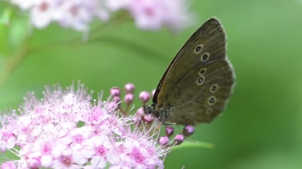 Ringlet Butterfly (Aphantopus hyperantus) on a flower head of a bush — Stock Video